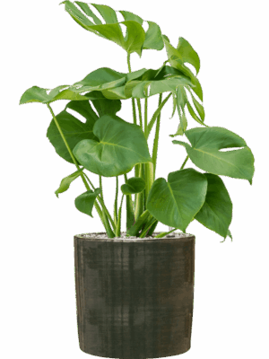 Monstera Deliciosa In Plain Striped D 19 H 78 cm - PlantenShop24 - 14-07-2025