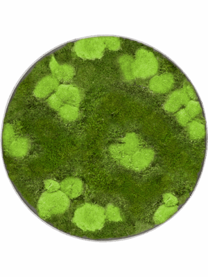 Moss Painting D 30 H 5 cm - PlantenShop24 - 10-07-2025