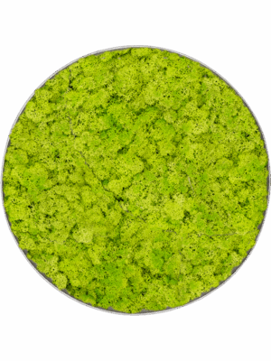 Moss Painting D 30 H 5 cm - PlantenShop24 - 10-07-2025