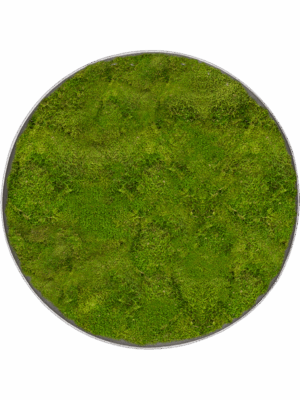 Moss Painting D 30 H 5 cm - PlantenShop24 - 10-07-2025
