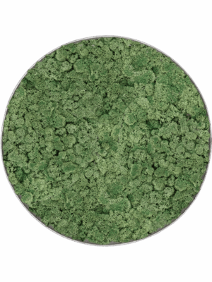 Moss Painting D 30 H 5 cm - PlantenShop24 - 10-07-2025