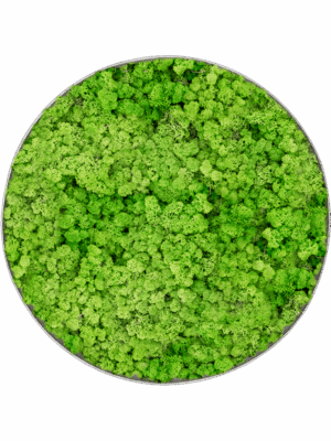 Moss Painting D 30 H 5 cm - PlantenShop24 - 10-07-2025