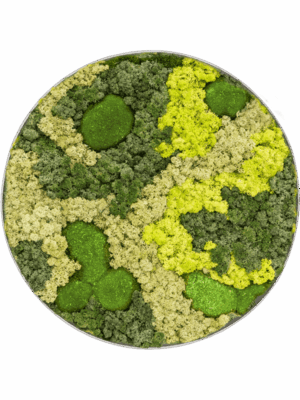 Moss Painting D 30 H 5 cm - PlantenShop24 - 10-07-2025