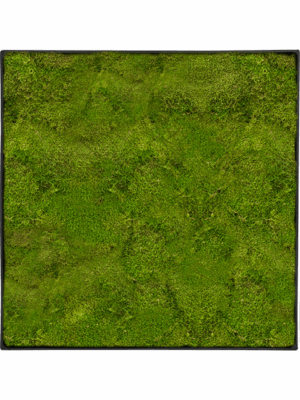 Moss Painting D 60 H 5 cm - PlantenShop24 - 10-07-2025