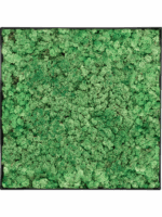 Moss Painting D 60 H 5 cm - PlantenShop24 - 10-07-2025