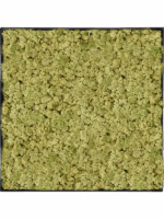 Moss Painting D 60 H 5 cm - PlantenShop24 - 10-07-2025