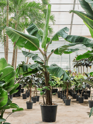 Musa Dwarf Cavendish D 60 H 300 cm - PlantenShop24 - 08-07-2025