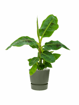 Musa Dwarf Cavendish In Greenville D 21 H 79 cm - PlantenShop24 - 01-07-2025