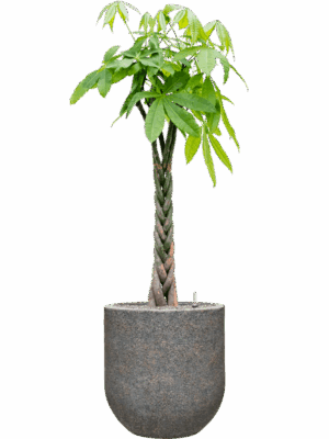 Pachira Aquatica In Baq Naturescast D 24 H 160 cm - PlantenShop24 - 15-07-2025