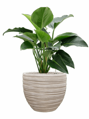 Philodendron Green Beauty In Baq Tornado D 27 H 102 cm - PlantenShop24 - 16-07-2025
