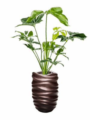 Philodendron Green Wonder In Baq Gradient Lee D 24 H 152 cm - PlantenShop24 - 08-07-2025