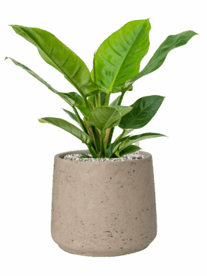 Philodendron Imperial Green In Rough D 19 H 44 cm - PlantenShop24 - 03-07-2025
