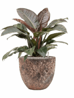 Philodendron `Imperial Red In Baq Lava D 27 H 81 cm - PlantenShop24 - 09-07-2025