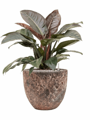 Philodendron `Imperial Red In Baq Lava D 27 H 81 cm - PlantenShop24 - 09-07-2025