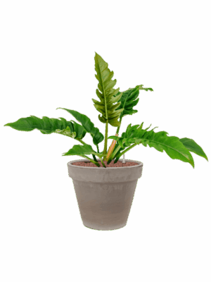 Philodendron Narrow In Terra Cotta D 18 H 74 cm - PlantenShop24 - 16-07-2025