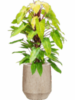 Philodendron Painted Lady In Mineral D 22 H 128 cm - PlantenShop24 - 02-07-2025