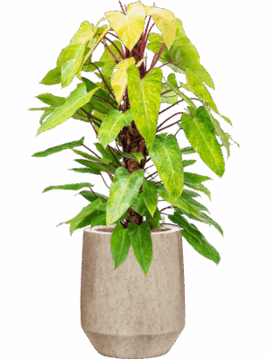 Philodendron Painted Lady In Mineral D 22 H 128 cm - PlantenShop24 - 02-07-2025