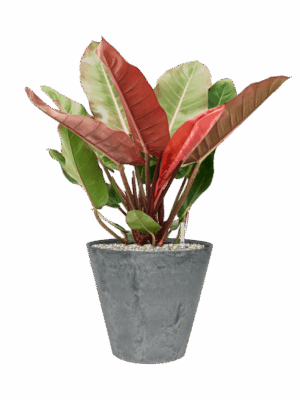 Philodendron Prince Of Orange In Artstone D 27 H 75 cm - PlantenShop24 - 09-07-2025