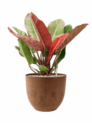 Philodendron Prince Of Orange In Artstone D 27 H 75 cm - PlantenShop24 - 19-07-2025