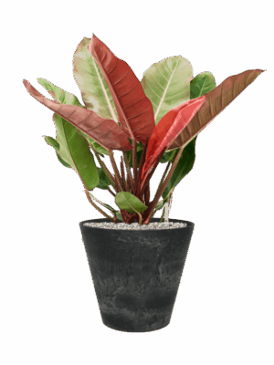 Philodendron Prince Of Orange In Artstone D 27 H 76 cm - PlantenShop24 - 09-07-2025