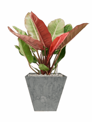 Philodendron Prince Of Orange In Artstone D 27 H 76 cm - PlantenShop24 - 09-07-2025