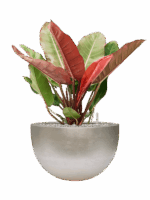 Philodendron Prince Of Orange In Baq Metallic Silver Leaf D 27 H 74 cm - PlantenShop24 - 09-07-2025
