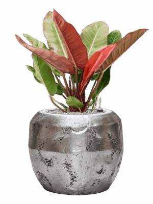 Philodendron Prince Of Orange In Baq Opus Raw D 27 H 86 cm - PlantenShop24 - 09-07-2025