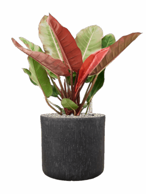 Philodendron Prince Of Orange In Baq Raindrop D 27 H 79 cm - PlantenShop24 - 09-07-2025