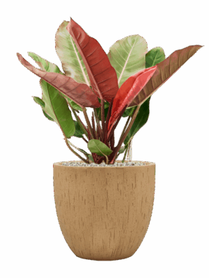 Philodendron Prince Of Orange In Baq Raindrop D 27 H 80 cm - PlantenShop24 - 09-07-2025
