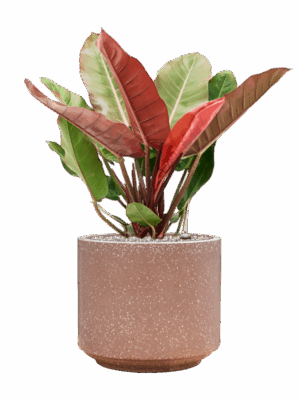 Philodendron Prince Of Orange In Baq Terrazzo D 27 H 79 cm - PlantenShop24 - 09-07-2025