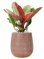 Philodendron Prince Of Orange In Baq Terrazzo D 27 H 87 cm - PlantenShop24 - 09-07-2025