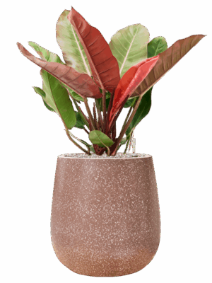 Philodendron Prince Of Orange In Baq Terrazzo D 27 H 87 cm - PlantenShop24 - 09-07-2025