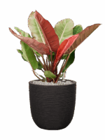 Philodendron Prince Of Orange In Capi Nature Rib NL D 27 H 79 cm - PlantenShop24 - 09-07-2025