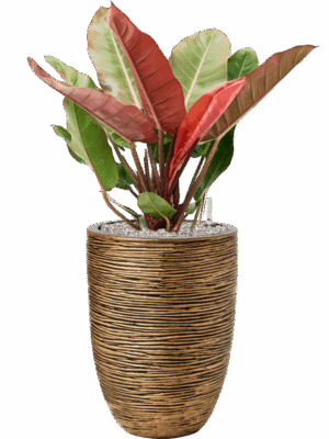 Philodendron Prince Of Orange In Capi Nature Rib NL D 27 H 92 cm - PlantenShop24 - 17-07-2025