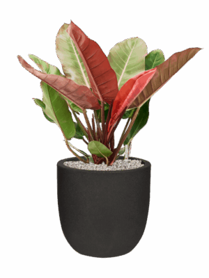 Philodendron Prince Of Orange In Capi Urban Smooth NL D 27 H 79 cm - PlantenShop24 - 09-07-2025