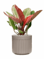 Philodendron Prince Of Orange In Doric Natural D 27 H 79 cm - PlantenShop24 - 09-07-2025