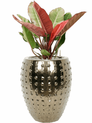 Philodendron Prince Of Orange In Laos D 27 H 101 cm - PlantenShop24 - 09-07-2025