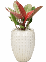 Philodendron Prince Of Orange In Laos D 27 H 99 cm - PlantenShop24 - 09-07-2025