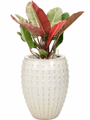 Philodendron Prince Of Orange In Laos D 27 H 99 cm - PlantenShop24 - 09-07-2025