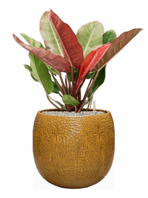 Philodendron Prince Of Orange In Marly D 27 H 84 cm - PlantenShop24 - 09-07-2025