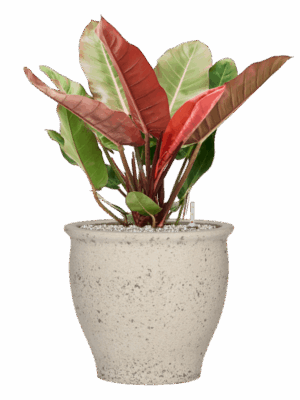 Philodendron Prince Of Orange In Mediterranean D 27 H 84 cm - PlantenShop24 - 09-07-2025