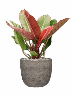 Philodendron Prince Of Orange In Mountain D 27 H 75 cm - PlantenShop24 - 09-07-2025