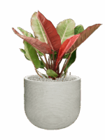 Philodendron Prince Of Orange In Ridged Horizontally D 27 H 82 cm - PlantenShop24 - 09-07-2025