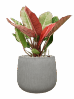 Philodendron Prince Of Orange In Ridged Vertically D 27 H 82 cm - PlantenShop24 - 09-07-2025