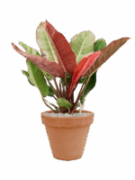 Philodendron Prince Of Orange In Terra Cotta D 27 H 72 cm - PlantenShop24 - 09-07-2025
