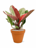 Philodendron Prince Of Orange In Terra Cotta D 27 H 73 cm - PlantenShop24 - 09-07-2025
