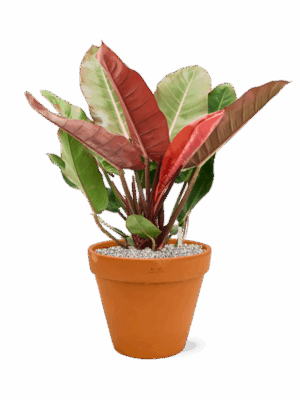 Philodendron Prince Of Orange In Terra Cotta D 27 H 73 cm - PlantenShop24 - 09-07-2025