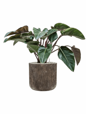 Philodendron Red Beauty Baq Luxe Lite Universe Waterfall D 27 H 88 cm - PlantenShop24 - 14-07-2025