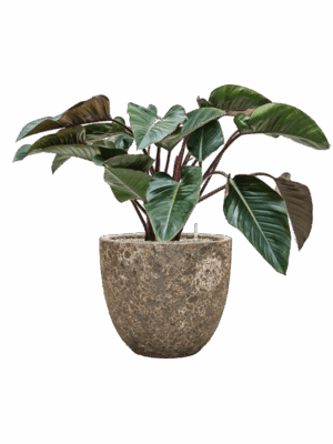 Philodendron Red Beauty In Baq Lava D 27 H 91 cm - PlantenShop24 - 14-07-2025