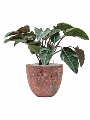 Philodendron Red Beauty In Baq Lava D 27 H 92 cm - PlantenShop24 - 09-07-2025